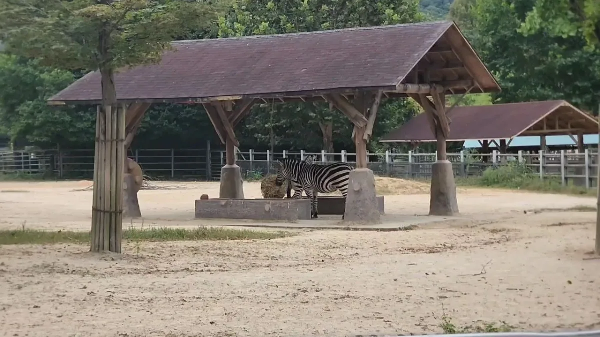 ソウル大公園 動物園