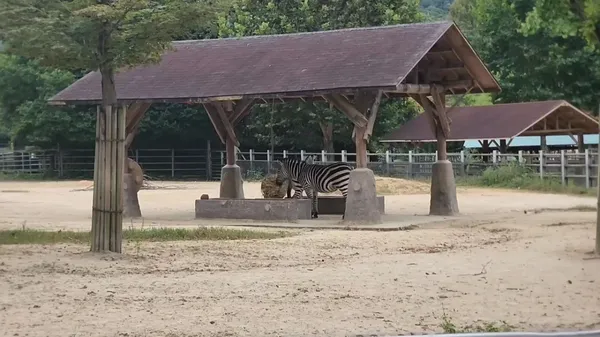 ソウル大公園 動物園