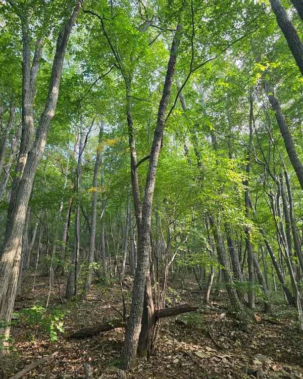 내장산 사진 5