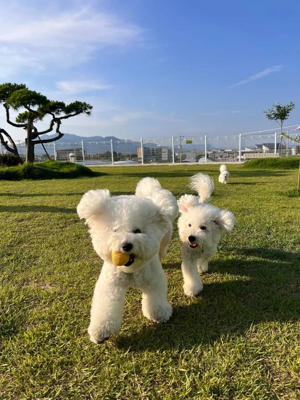 モンディブ