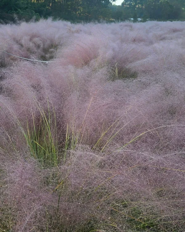ワンソンホス公園の写真2