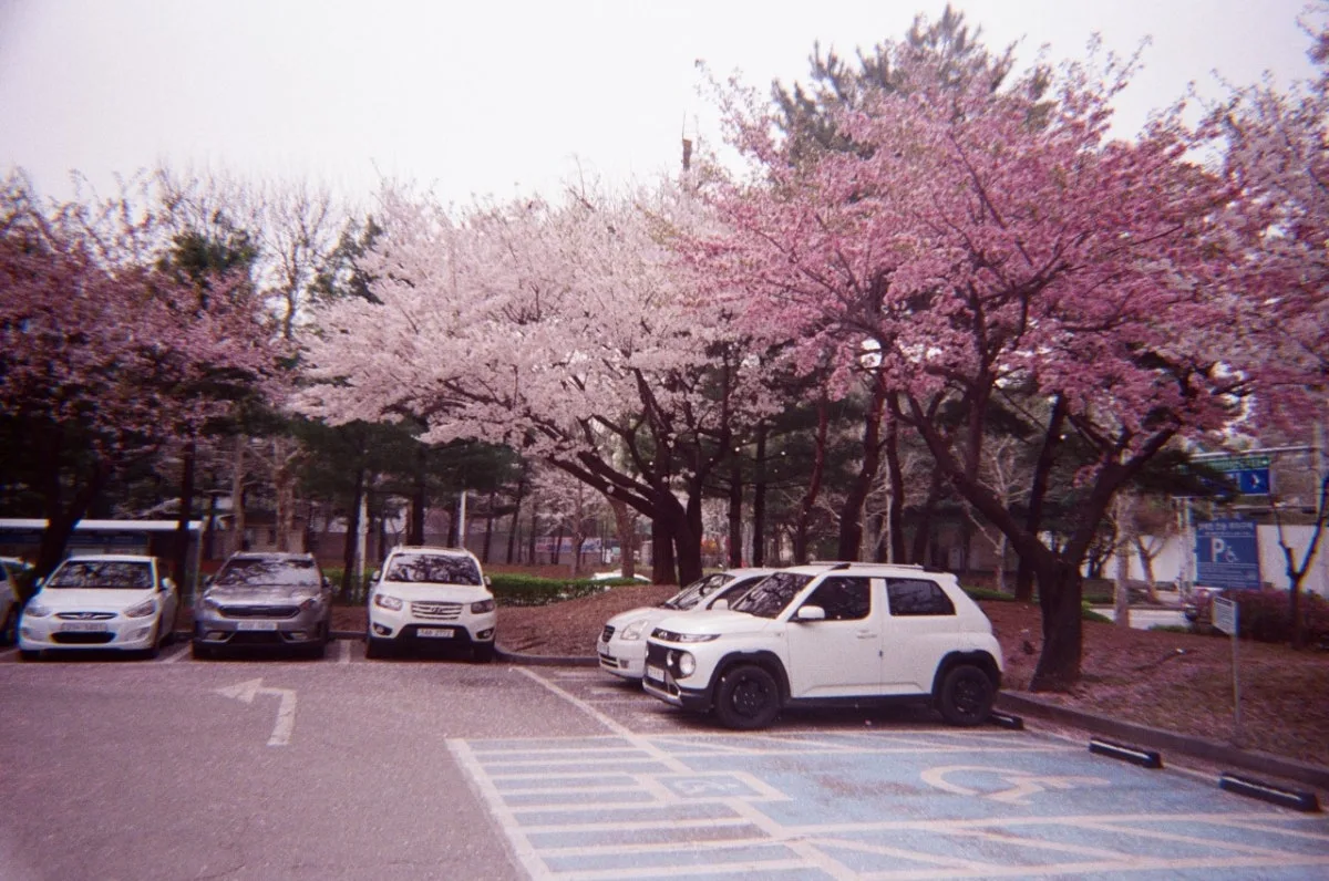 クニャン, サジングァンのメイン写真