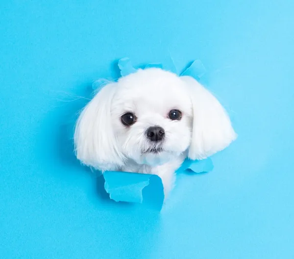 クニャン, サジングァンの写真3