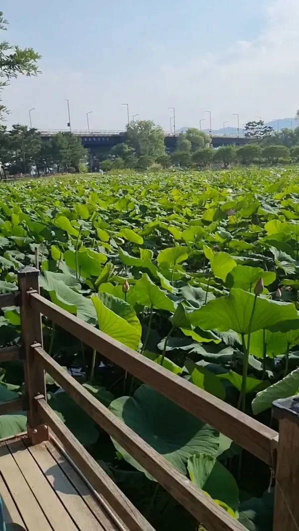 セミウォン 蓮博物館の写真3