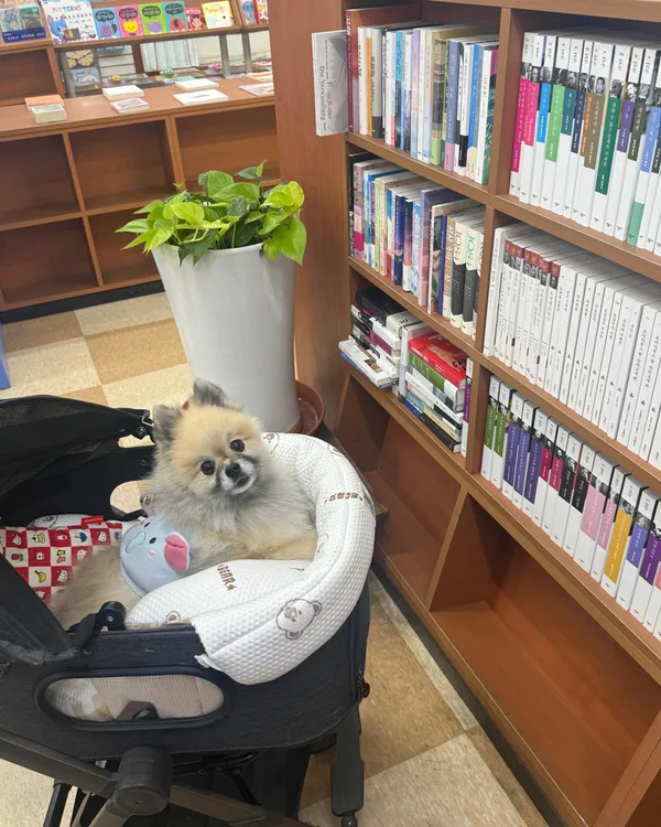 フゴクムンゴの写真2