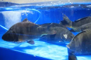 ヒョンジョンイネミンムルゴギ