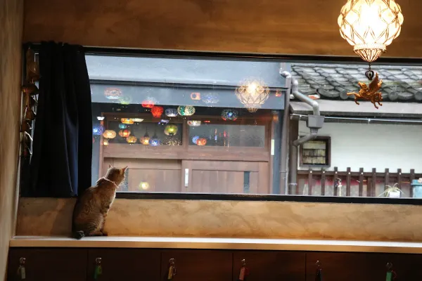 Cafe for people who love cats Protective cats Cafe Urielの写真2
