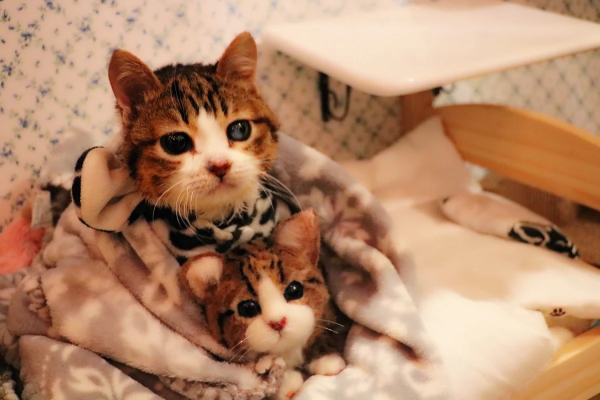 Cafe for people who love cats Protective cats Cafe Urielのメイン写真