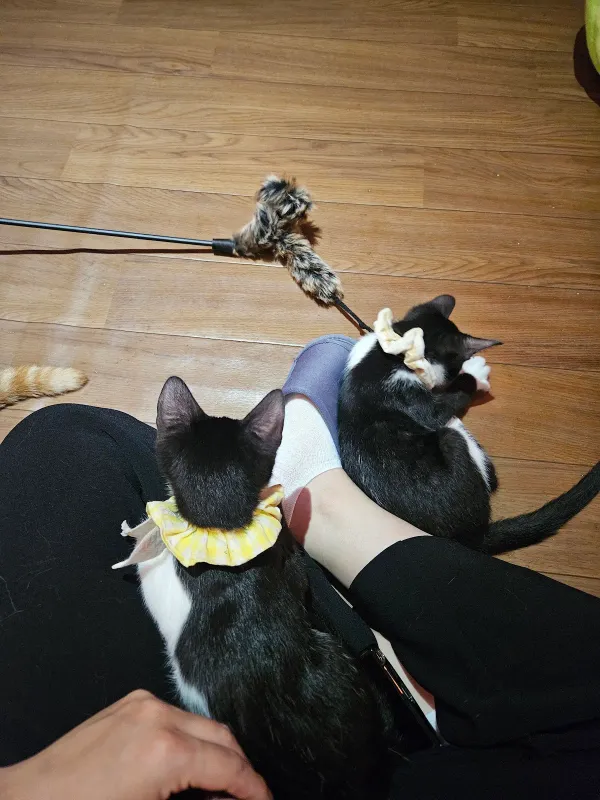 Cafe for people who love cats Protective cats Cafe Urielの写真5