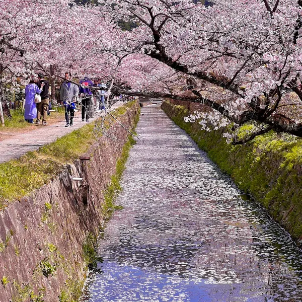 Philosopher's Path (Tetsugaku no Michi), North End, photo 2