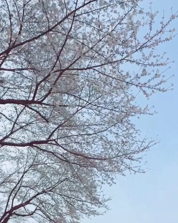 オンチョンチョンシミン公園の写真2