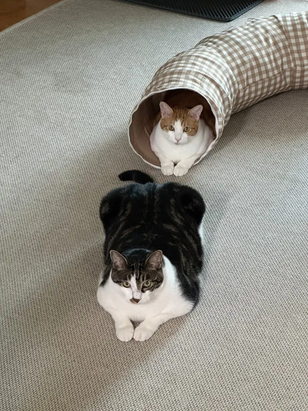 チョンドンスップルガルビの写真5