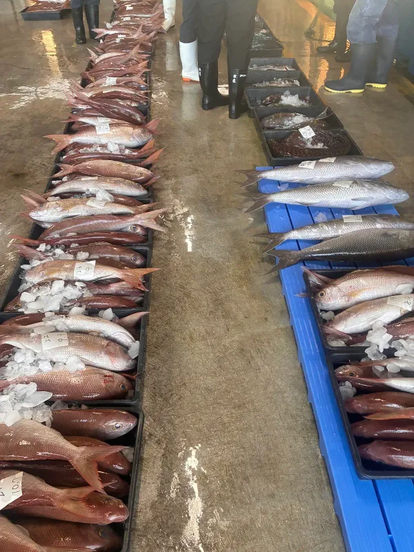島の鮮魚と海鮮料理 UOICHI〜魚いち〜の写真5