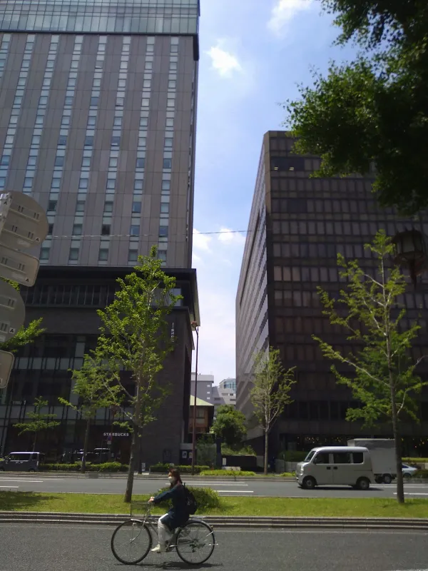 シンサイバシスジの写真4