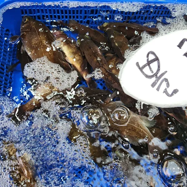 コジェゴヒョン市場の写真4