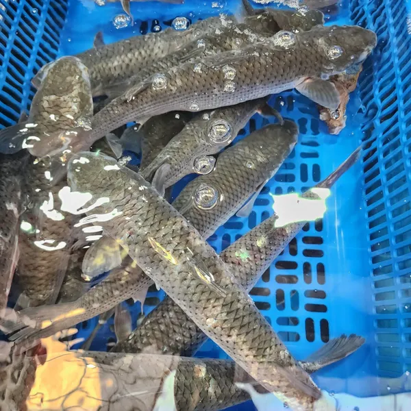 コジェゴヒョン市場の写真5