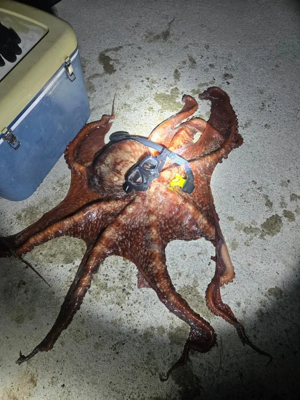 デモンフリーダイビング DemonFree Divingの写真5