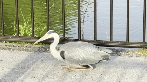 Tennoji Park, photo 5