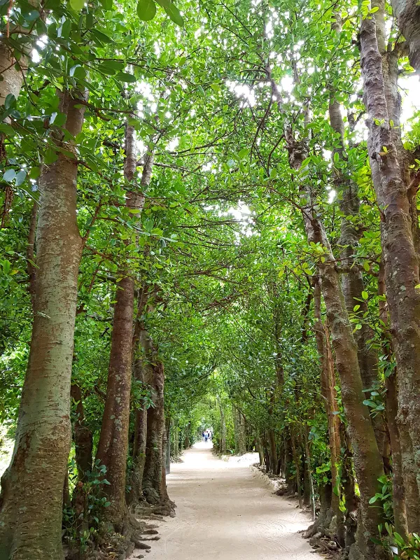 Bisezaki, photo 4