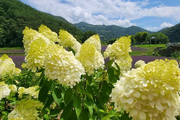 고운골 아평쉼뜰 사진 3