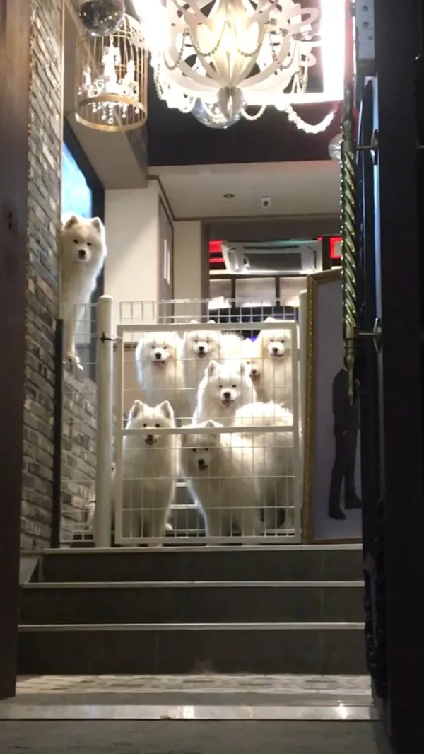 キョウリ モムヌン チプ
