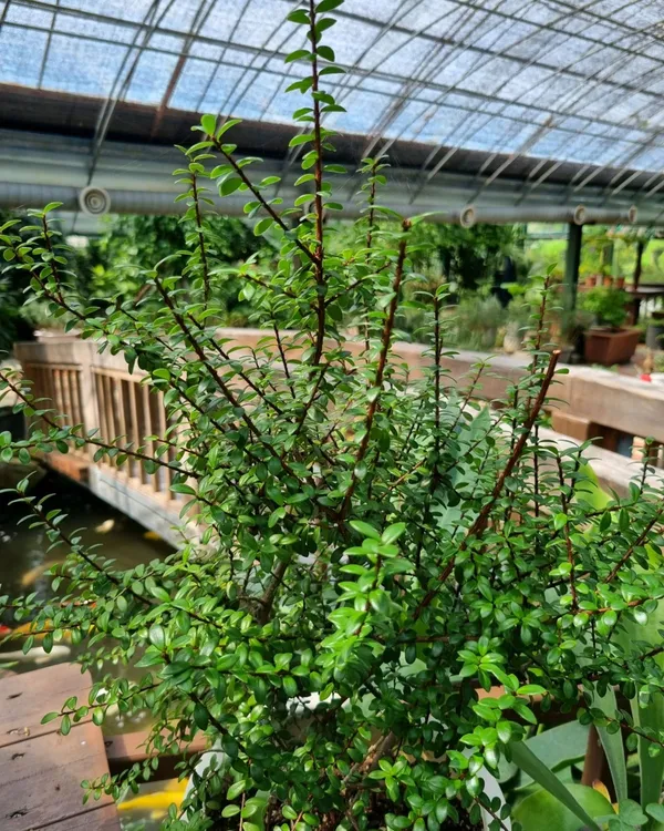 ヨンド樹木園の写真3