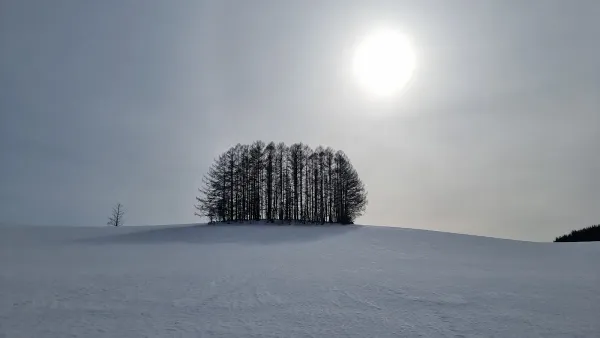 Mild Seven treeの写真4