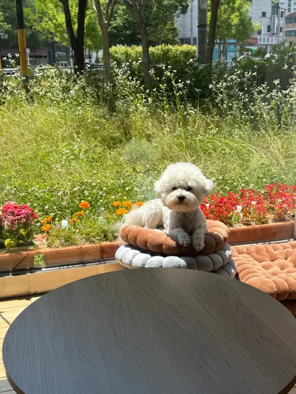 ハムケラソ