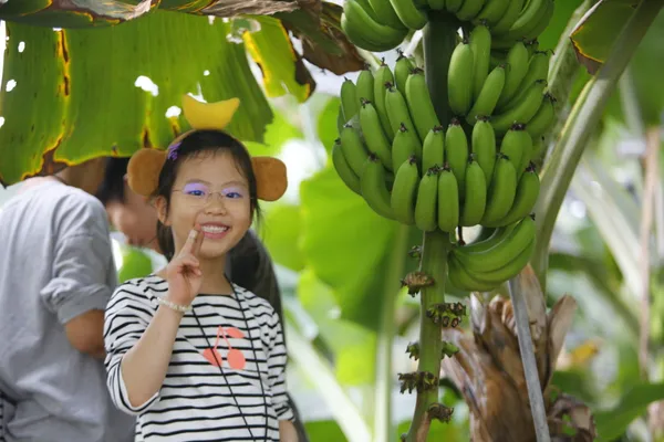 Sweet Monkey Banana Farm Experience, photo 3