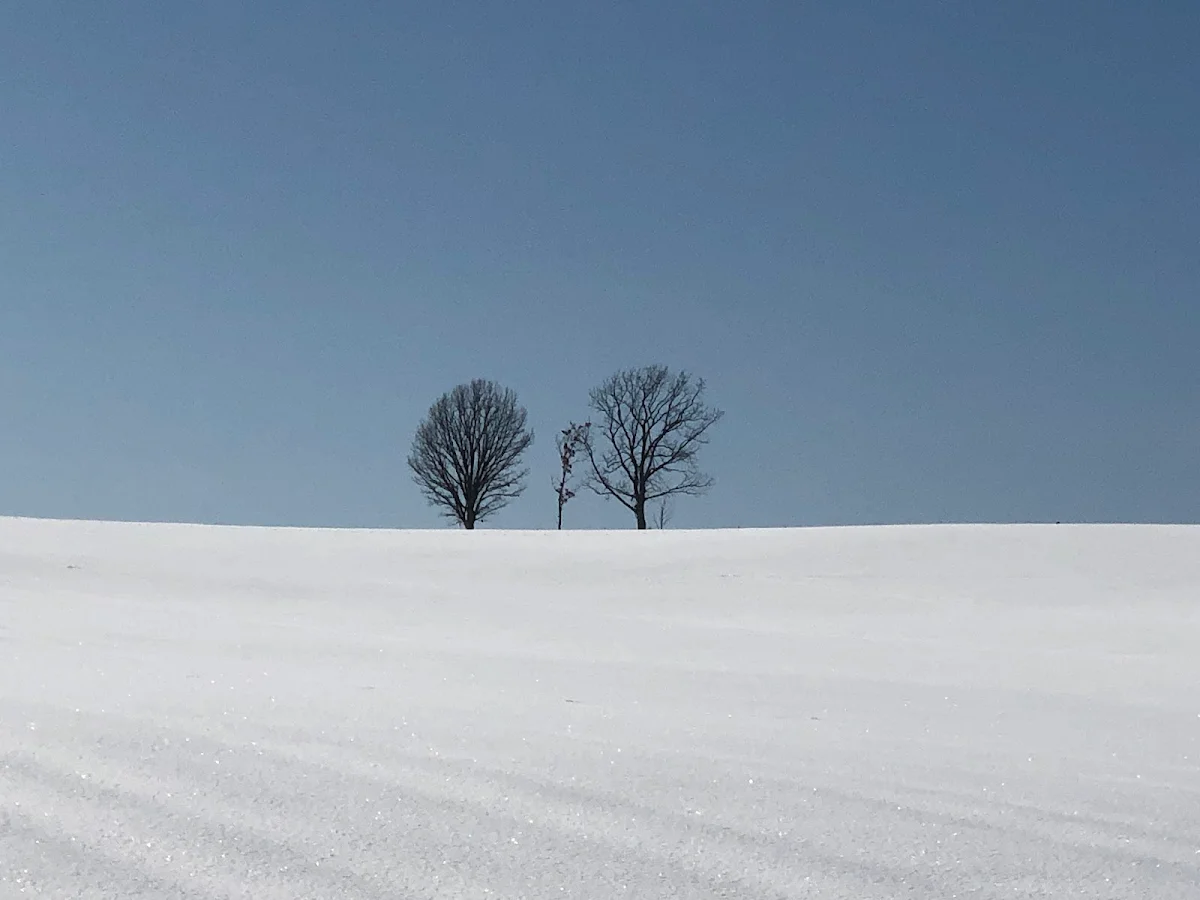 Parent & Child Tree (Biei-cho)のメイン写真