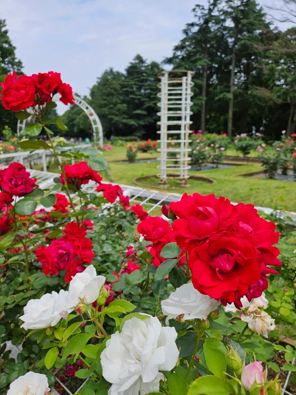 Rose Garden, photo 3