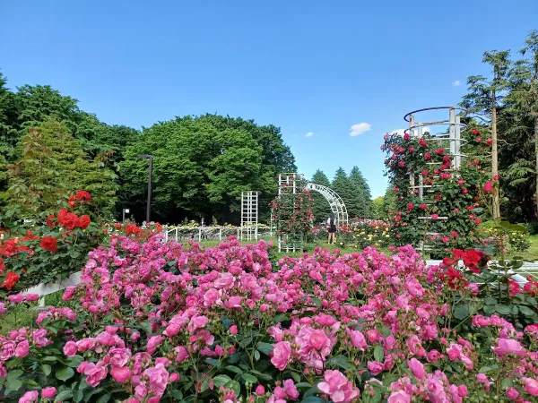 Rose Garden