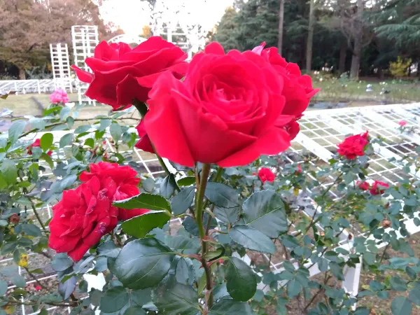 Rose Garden, photo 4