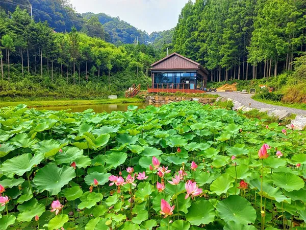 ファイン山林浴場