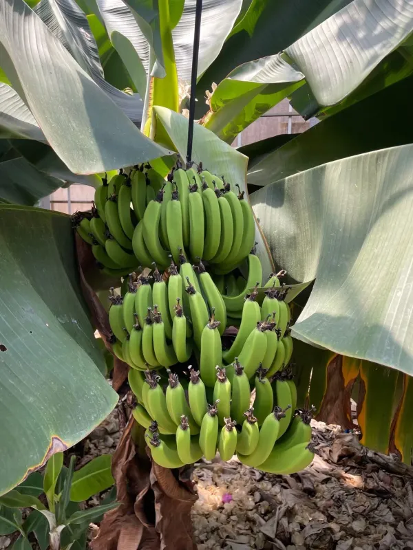 Utopia Farms Miyakojimaの写真4