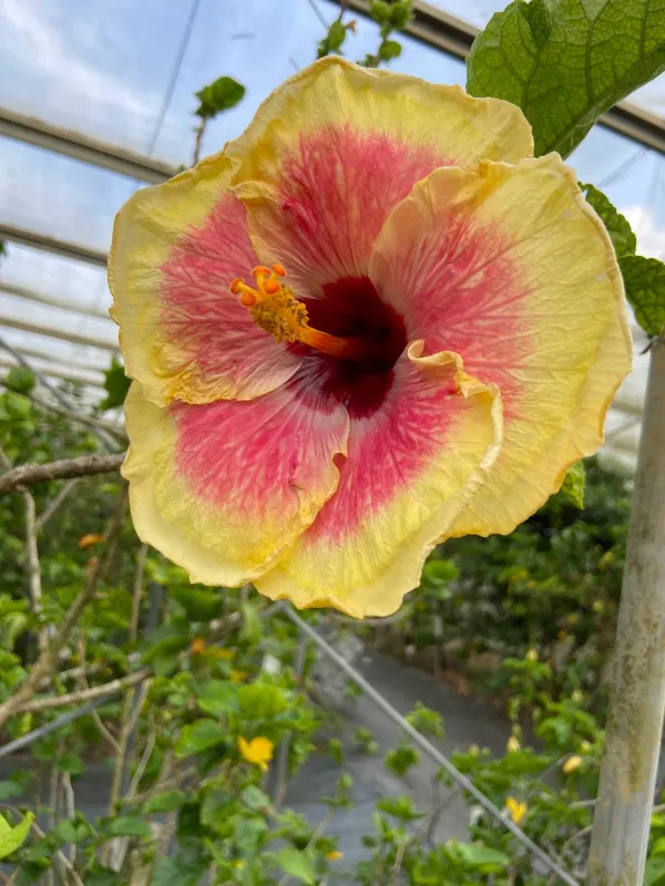 Utopia Farms Miyakojimaの写真3