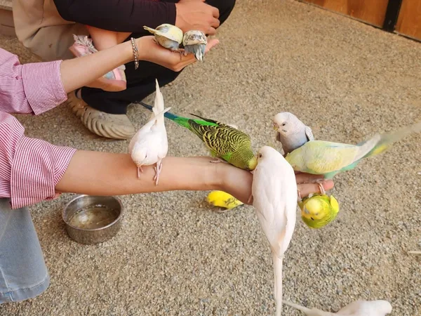 ソプンの写真2