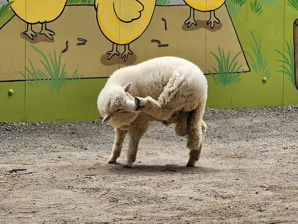 ソプンの写真4