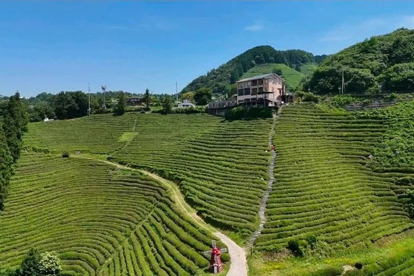 보성차밭전망대 사진 4