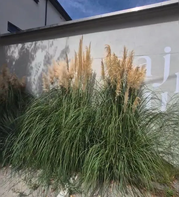 アジュルコーヒーの写真4