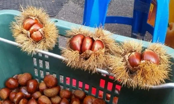 コンジュサンソン市場