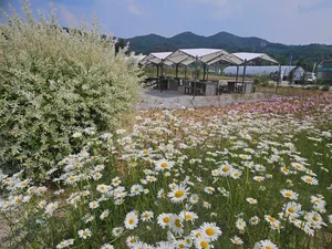 イルサンファカフェ