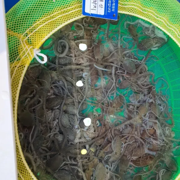 ムアンチャムポルナクチの写真5