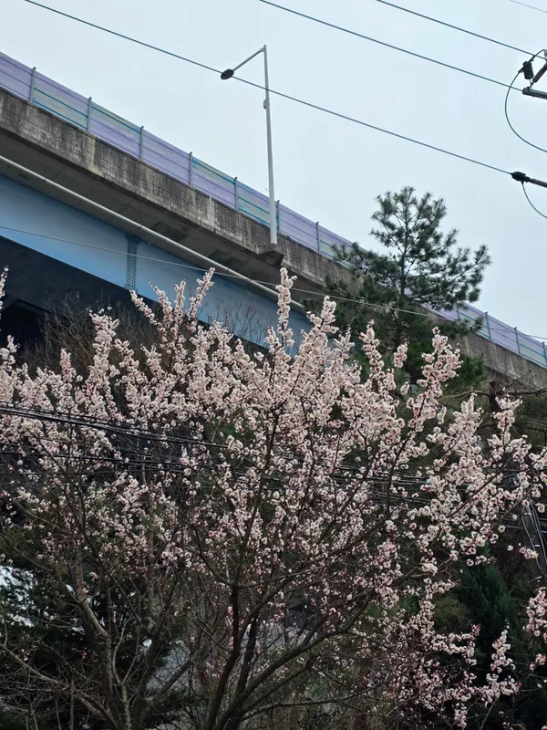 Songwon Sikyuk Sikdang, photo 4