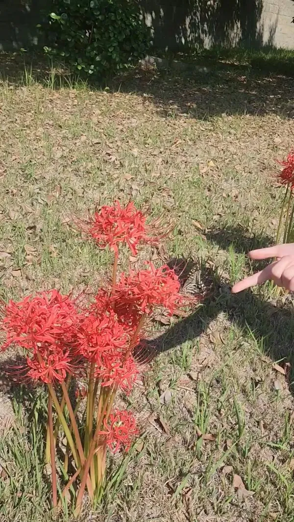 チュンニョルサの写真5